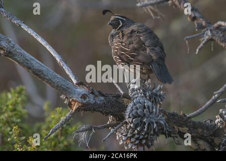 Eine kalifornische Wachtel (Callipepla californica), CA's State Bird. Gesehen in Point Reyes National Seashore. Stockfoto