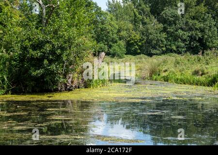 Blick auf einen Abflussgraben von der Horstead Mill aus In norfolk mit Blick auf das Weideland Stockfoto