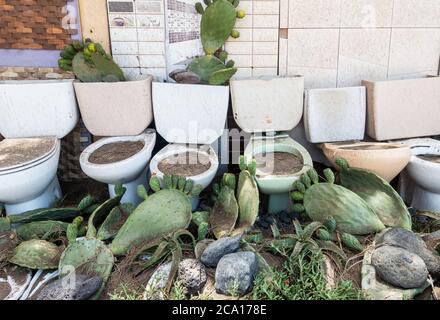 Ungewöhnlicher Garten: Kaktus in alten Toiletten im Garten in Spanien gepflanzt Stockfoto