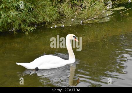 Stumme Schwan schwimmt auf dem Wasser in der Nähe des Ufers eines kleinen Teiches. Stockfoto