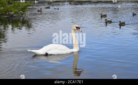 Mute Schwan [Cygnus olor] und andere Wasservögel, die über das Wasser eines kleinen Teiches in Schottland gleiten. Stockfoto