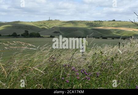 Blick vom Morgans Hill auf das Lansdowne Monument auf Cherhill Down mit wilden Blumen und Gräsern im Vordergrund,Wiltshire.UK Stockfoto