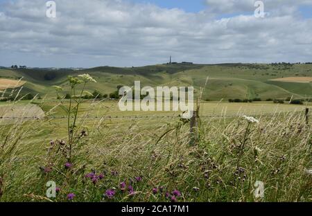 Blick vom Morgans Hill auf das Lansdowne Monument auf Cherhill Down mit wilden Blumen im Vordergrund,Wiltshire.UK Stockfoto