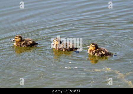 Mallard-Enten (Anas platyrhynchos), Long Water, Home Park, Hampton Court, East Molesey, Surrey, England, Großbritannien, Großbritannien, Europa Stockfoto