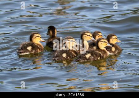 Mallard-Enten (Anas platyrhynchos), Long Water, Home Park, Hampton Court, East Molesey, Surrey, England, Großbritannien, Großbritannien, Europa Stockfoto