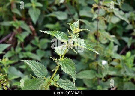 Brennnessel-Pflanze im Garten wild gezeigt in der wilden Umgebung Stockfoto