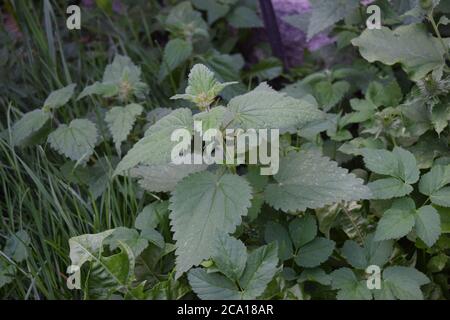 Brennnessel-Pflanze im Garten wild gezeigt in der wilden Umgebung Stockfoto