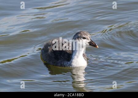 Junge eurasische (auch bekannt als Common oder Australian) Coot (Fulica atra), Long Water, Home Park, Hampton Court, East Molesey, Surrey, England, Großbritannien, Europa Stockfoto