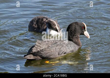 Eurasische (auch bekannt als Common oder Australian) Coot (Fulica atra) und junge, lange Wasser, Home Park, Hampton Court, East Molesey, Surrey, England, Großbritannien, Europa Stockfoto