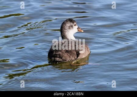 Junge eurasische (auch bekannt als Common oder Australian) Coot (Fulica atra), Long Water, Home Park, Hampton Court, East Molesey, Surrey, England, Großbritannien, Europa Stockfoto