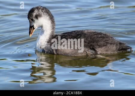 Junge eurasische (auch bekannt als Common oder Australian) Coot (Fulica atra), Long Water, Home Park, Hampton Court, East Molesey, Surrey, England, Großbritannien, Europa Stockfoto