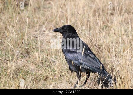 Krähe (Corvus corone), Home Park, Hampton Court, East Molesey, Surrey, England, Großbritannien, Großbritannien, Großbritannien, Großbritannien, Europa Stockfoto