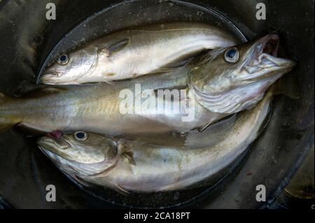 Frisch gefangener Cornish Pollack Fisch Stockfoto