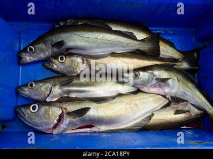 Frisch gefangener Cornish Pollack Fisch Stockfoto