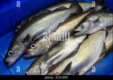 Frisch gefangener Cornish Pollack Fisch Stockfoto