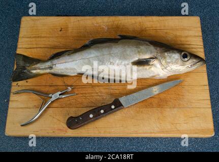 Frisch gefangener Cornish Pollack Fisch auf einem Schneidebrett, das fertig zum Filetieren ist Stockfoto