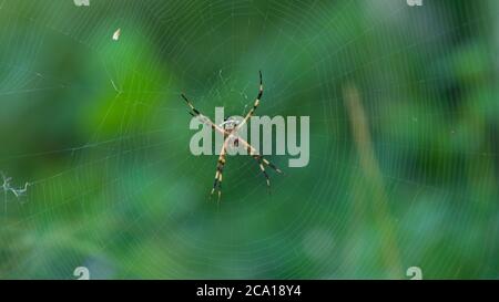 Nahaufnahme einer Spinne mit schwarzem und gelbem Körper und Beinen in der Mitte ihres Spinnennetzes auf grünem Hintergrund Stockfoto