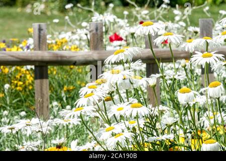 White Shasta Gänseblümchen wächst am Gartenzaun winterhart mehrjährige Pflanzen Stockfoto