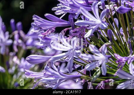 African Blue Lily Agapanthus africanus blüht Stockfoto