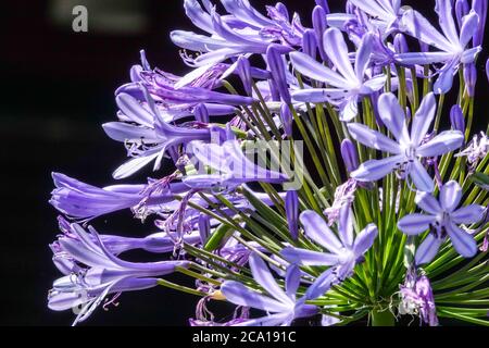 African Blue Lily Agapanthus africanus blüht Stockfoto