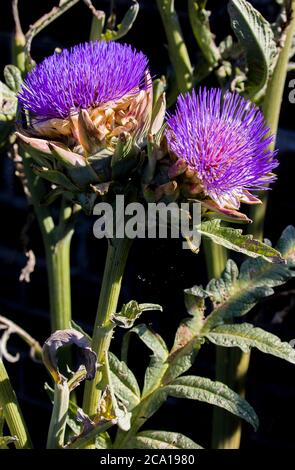 Artischocke Blumen Stockfoto