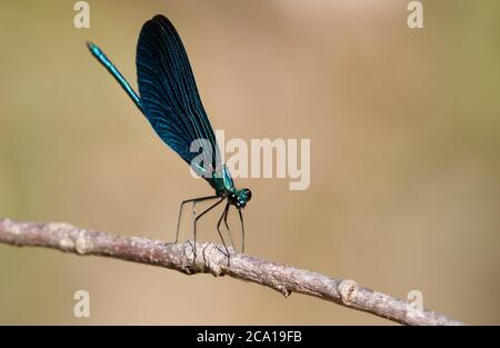 Männchen schöne demoiselle, Calopteryx jungfrau, Damselfliege auf einem Zweig angesiedelt Stockfoto