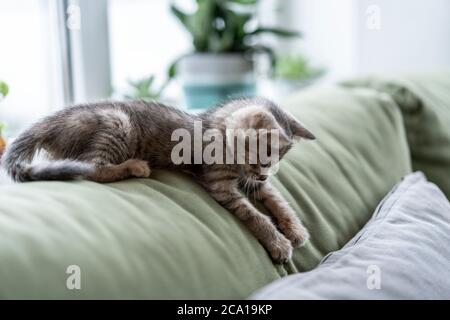 Schöne kleine Katze liegt auf einem grünen Sofa. Schlafende Katze im Haus auf einem unscharfen hellen Hintergrund. Die Katze ruht. Stockfoto