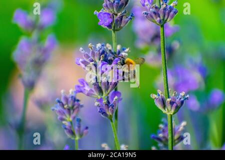 Ein Foto einer Biene, die Pollen aus einer Lavendelblüte sammelt. Stockfoto