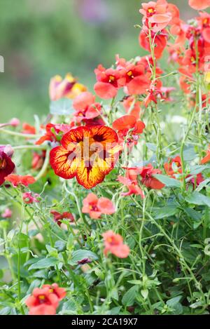 Tropeolum majus 'Orchideenflamme'. Kapuzinerkresse 'Orchideenflamme' späht durch Diascia-Blüten. Stockfoto