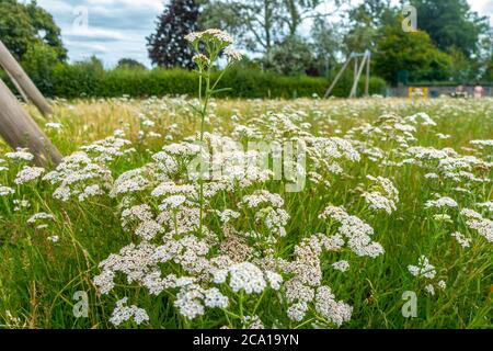 Achillea millefolium oder Gemeine Schafgarbe mit weißen Blumen wuchernin einem Park in der K. Stockfoto