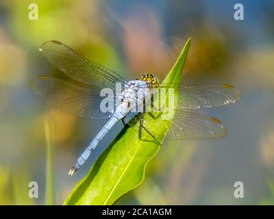 Nahaufnahme der männlichen Eastern oder Common Pondhawk Dragonfly, aufgenommen im Deer Prairie Creek Preserve in North Port Florida USA Stockfoto