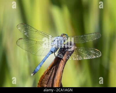 Nahaufnahme der männlichen Eastern oder Common Pondhawk Dragonfly, aufgenommen im Deer Prairie Creek Preserve in North Port Florida USA Stockfoto