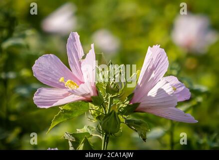 Sumpf Mellow auch als Rose Mallow oder Sumpf Rose Mellow in Myakka River State Park in Sarasota Florida USA Stockfoto