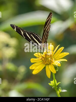 Nahaufnahme von Heliconius charthonia, dem Zebra Longwing oder Zebra Heliconian Schmetterling auf einer gelben Blume Stockfoto