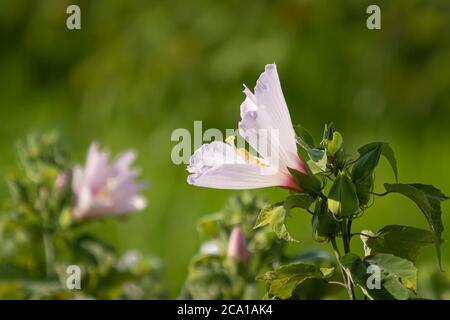 Sumpf Mellow auch als Rose Mallow oder Sumpf Rose Mellow in Myakka River State Park in Sarasota Florida USA Stockfoto