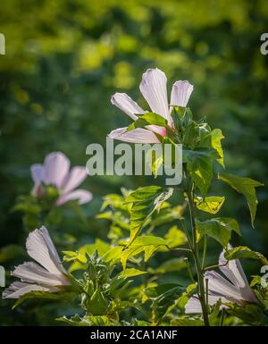 Sumpf Mellow auch als Rose Mallow oder Sumpf Rose Mellow in Myakka River State Park in Sarasota Florida USA Stockfoto