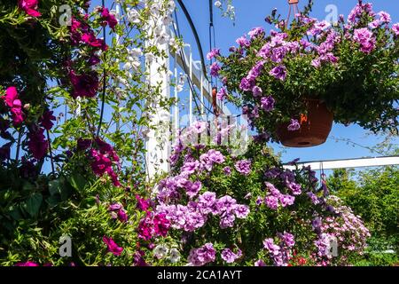 Lila hängende Pflanzen auf der Gartenveranda Stockfoto