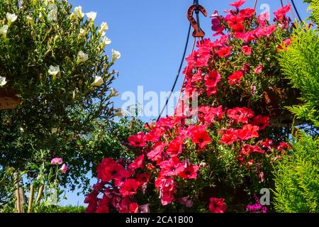 Hängende Pflanzen auf Gartenveranda rote Blumen Stockfoto