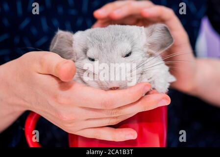 Frau streichelt eine weiße Chinchilla, die in einem roten Becher sitzt. Süße flauschige Chinchilla. Ein schönes Haustier. Stockfoto