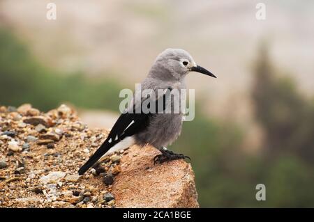 Clarks Nussknacker sitzt auf einem Felsen im Rocky Mountain National Park, Colorado USA Stockfoto