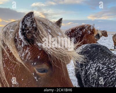 Portrait von isländischen Pferden im Schneesturm Stockfoto