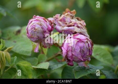 Verwelkt rosa Moos Rosen in einem irischen Garten während der Sommer Stockfoto