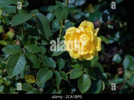 Rosa 'Die Frau Der Dichter'. Busch blühender gelber Rosen im Garten. Stockfoto