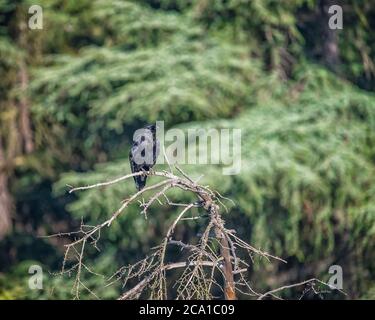 Ein gewöhnlicher Rabe (Corvus corax) öffnet seinen Schnabel, um die Hitze an einem heißen Tag im Franklin Canyon, Los Angeles, CA, zu vertreiben. Stockfoto