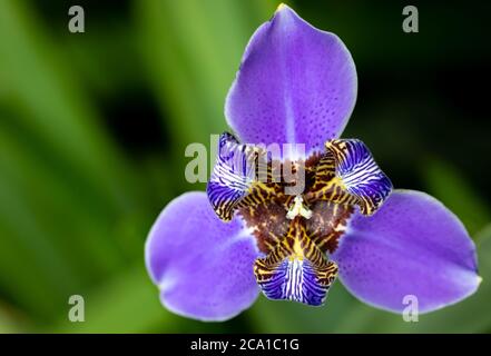 Nahaufnahme der hellen und bunten Neomarica gracilis, bekannt als Walking Iris, Blume im selektiven Fokus Stockfoto