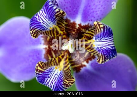 Nahaufnahme der hellen und bunten Neomarica gracilis, bekannt als Walking Iris, Blume im selektiven Fokus Stockfoto