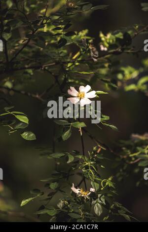 Dog Rose, Rosa canina auf einem Waldboden in Snitterfield Bushes, Stratford upon Avon, Warwickshire, großbritannien. Stockfoto
