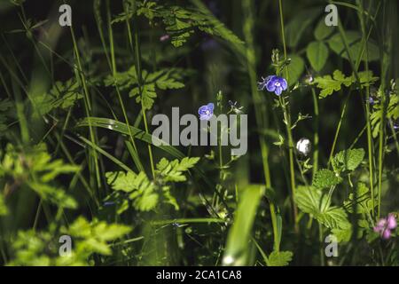 Veronica chamaedrys, Germander speedwell, auf dem Waldboden von Snitterfield Bushes, Stratford-upon-Avon, Warwickshire, großbritannien Stockfoto