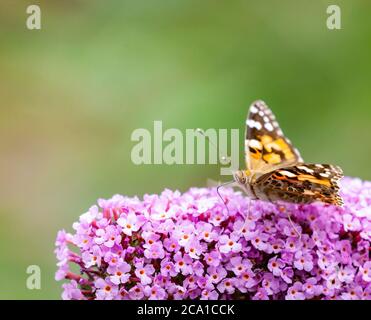 Ein Schmetterling der gemalten Dame, Vanessa cardui, trinkt Nektar aus einer rosa Buddleja davidii Blütenpanzel Stockfoto