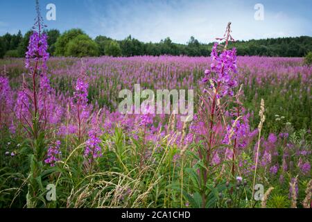 Rosa Blüten von Weidenkraut (Ivan-Tee, Feuerkraut) in einem Sommerfeld Stockfoto